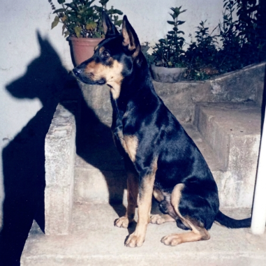 Dudu, o querido companheiro que marcou o início da minha história com os pets.